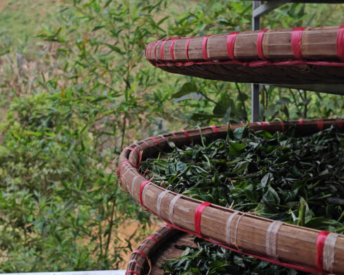 LỤC THIÊN – VỊ XUÂN TỪ NÚI RỪNG TÂY BẮC