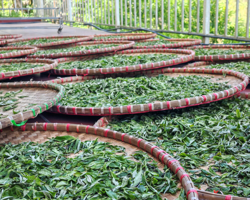 LỤC THIÊN – VỊ XUÂN TỪ NÚI RỪNG TÂY BẮC